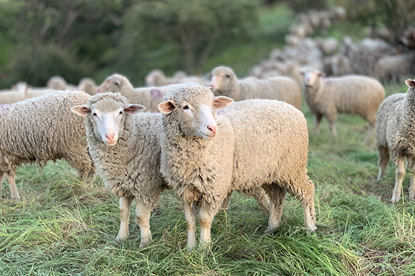 Sheep-manure