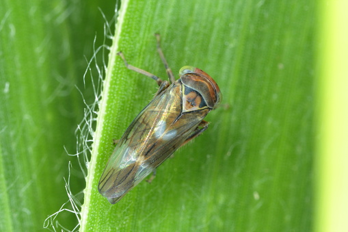 Tiny leafhopper on a corn leaf.